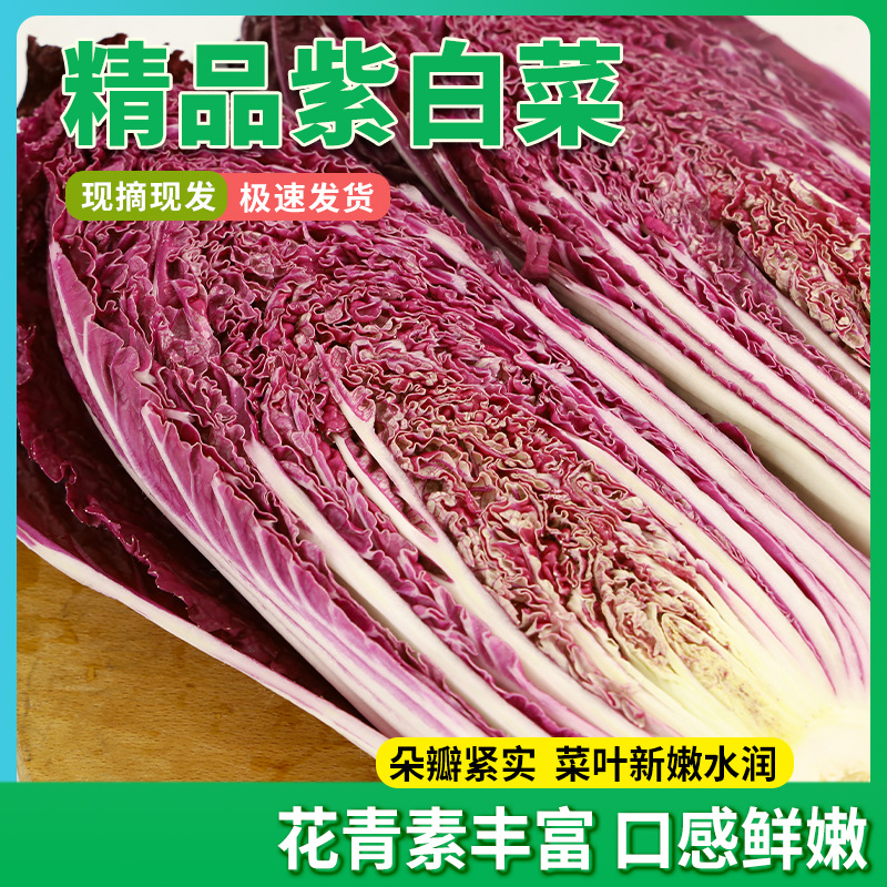 One-Piece Dropshipping Wholesale 15kg Purple Cabbage Heads Per Box, Non-Gmo, Greenhouse-Grown, Freshly Picked Purple Cabbage