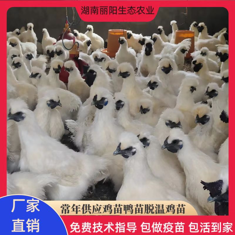 Оптовая продажа саженцев кур, белые саженцы черно-костлявой курицы, белые фениксы, черно-костлявые куры, бамбуковые шелковые куры, тайхэ черно-костлявые куры и пять черно-костлявых саженцев с зелеными яйцами