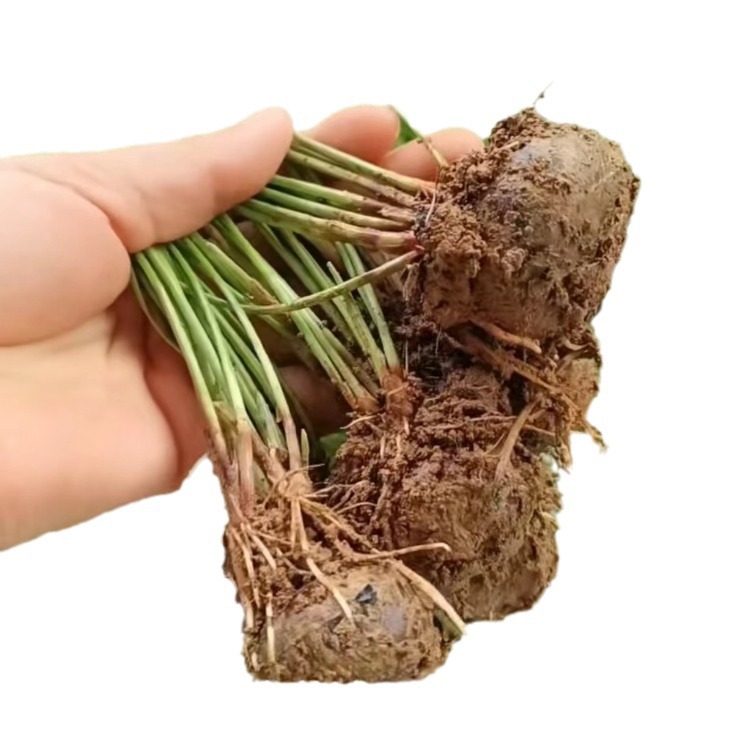 Authentic Lipu Water Chestnut Seedlings, a Specialty of Guilin, Guangxi, Are Crispy, Sweet and Residue-Free