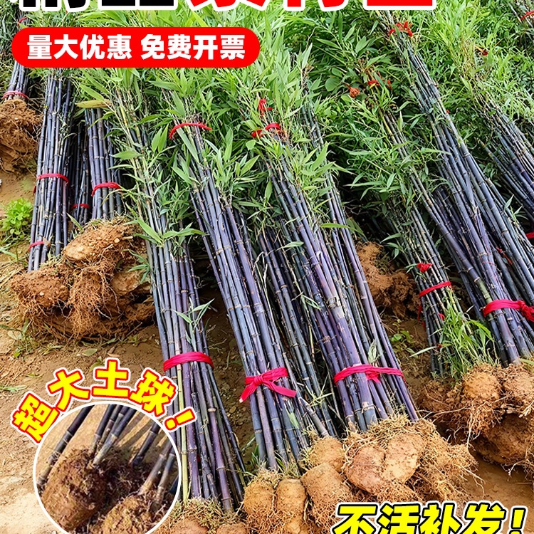 Фиолетовые саженцы бамбука без голов, карликовые саженцы бамбука с золотой инкрустацией из нефрита, морозостойкие саженцы бамбука, уличные вечнозеленые растения для всех сезонов