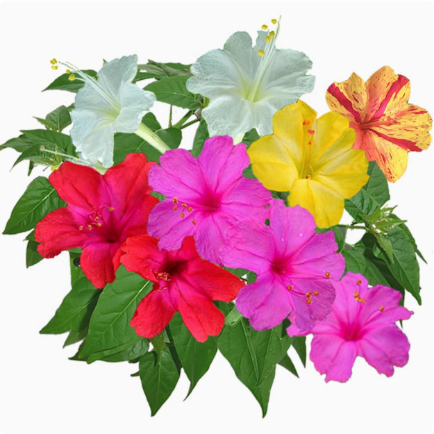 White Jasmine Seeds, Purple Jasmine Seeds, Four-Season Flowering Courtyard Balcony Potted Florals, Colorful Mine Flower Seeds