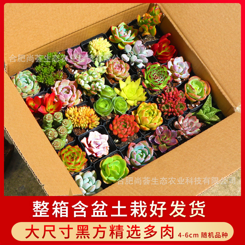 Succulent Wholesale Succulent Plants with Pots Succulent Potted Plants with Pots Wholesale Balcony Succulent Plant Package Assembled Large