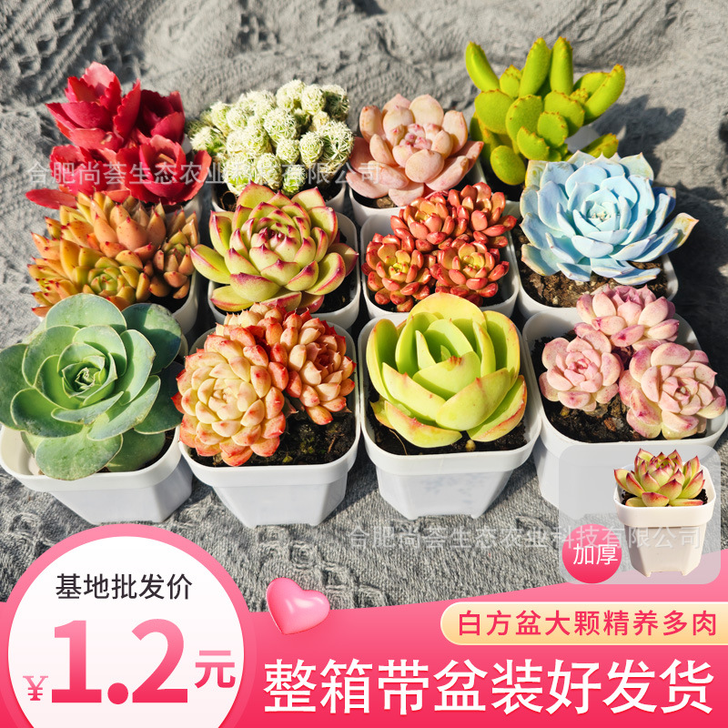 Оптовая продажа суккулентов с горшками, зеленые растения, маленькие горшечные суккуленты, подарки для детского сада, призы, подарки для рекламных мероприятий