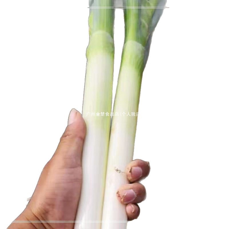 Seasonal Long Green Onions Whole Box Dipping Sauce Green Onions Farm-Grown 5 Shandong Farmer-Assisted Zhangqiu Fresh Vegetables Iron Rod