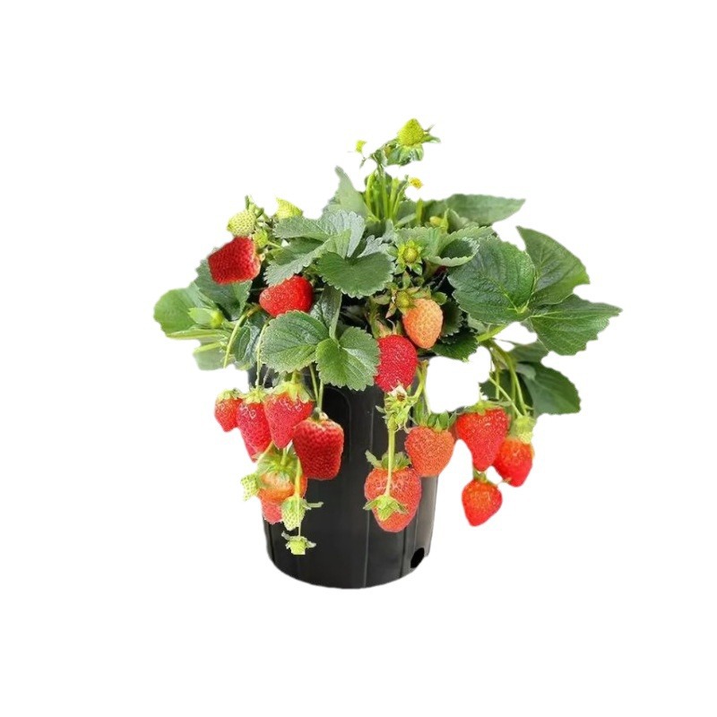 Strawberry Seedlings, Four-Season Cream Strawberries with Soil and Leaves, Potted Plants, Planted in the North and South, Balcony Edible, Year-End Results