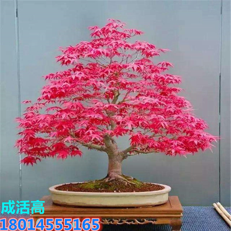 Оптовая продажа саженцев японского красного клена "Красный танцор" в горшках для северных и южных регионов