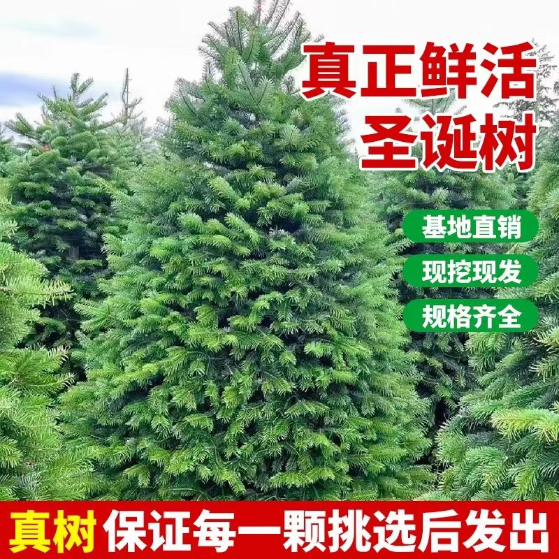 Real Christmas Tree Potted Real Tree Live Norway Spruce Real Nobeson Real Tree Pine Tree Christmas Green Planting
