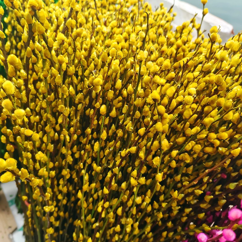 Bring in Wealth and Treasure Silver Willow Dried Flowers Real Flowers Fresh Branches Hydroponic Plants Red Silver Willow New Year's Eve Florals Blessing Bucket Living Room Interior Decoration