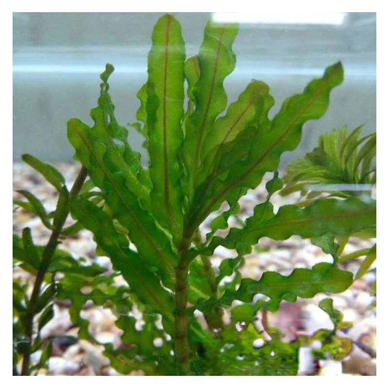 Aquatic Grass Seeds for Fish Ponds and Ponds, Water Quality Purification, Aquatic Plant Cultivation, Stone Sprout Base Direct Supply, Shrimp Algae, Wheatgrass