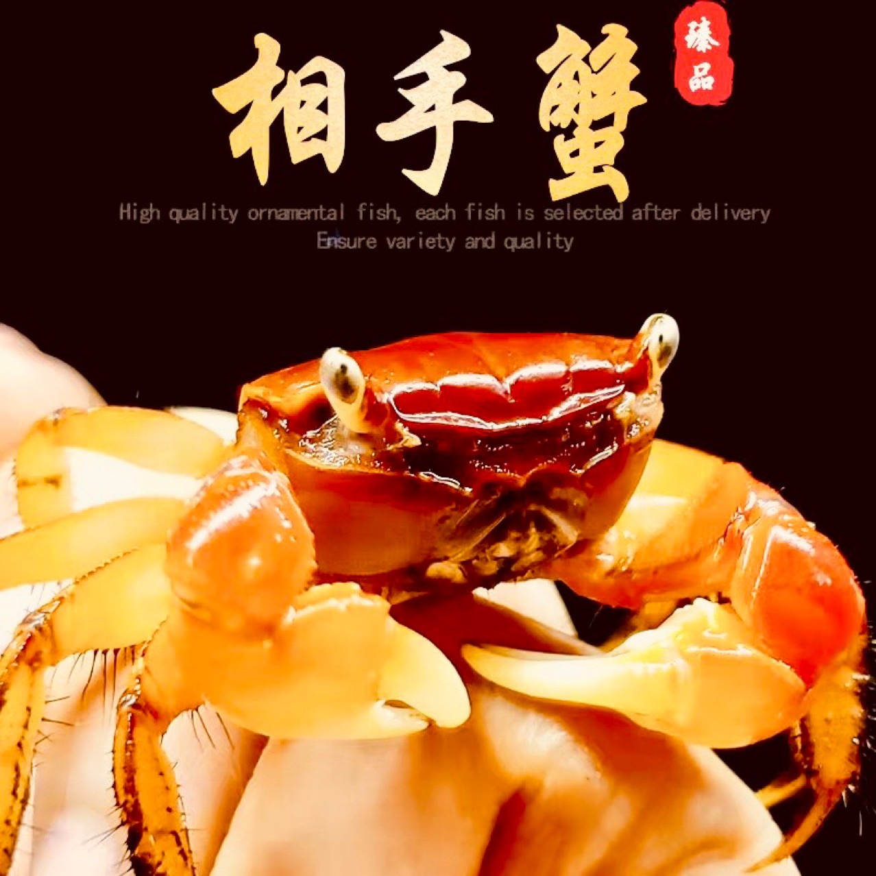 Декоративный краб, живой краб, оптовая упаковка