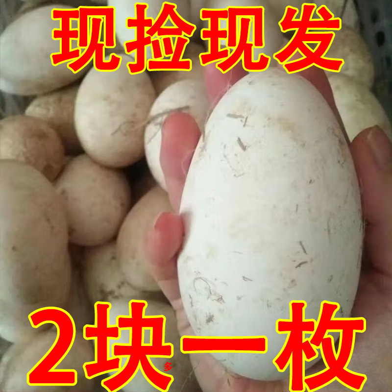 2025 Medium-Sized Package for Removing Farm Toxins from Pregnant Women 0 Fresh Free-Range 1012 Goose Eggs 80 Lion Head Goose
