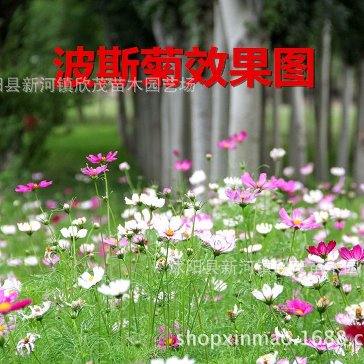 Small Potted Flower Seeds, Short Sunflowers, Morning Glory, Phoenix Fairy Sunflower Dropshipping Manufacturers, Small Package Flower Seeds