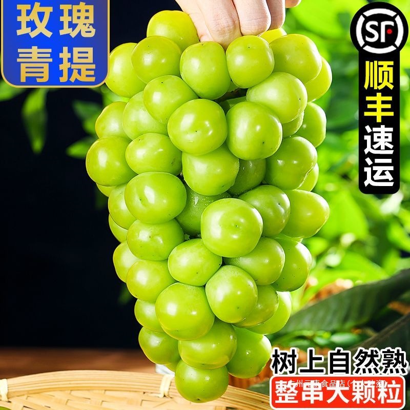 Sunshine Rose Grape Qingwang Fresh Seasonal Fruit Fragrant Green Grapes Whole Box Free Shipping Premium Simple Packaging Shashanzi