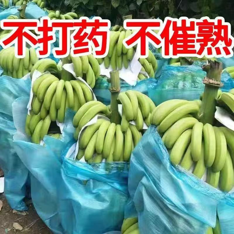 [Strictly Selected] Guangxi Alpine Sweet Bananas Fresh Wholesale Fruit Factory 3kg 5kg 5kg Alpine Sweet