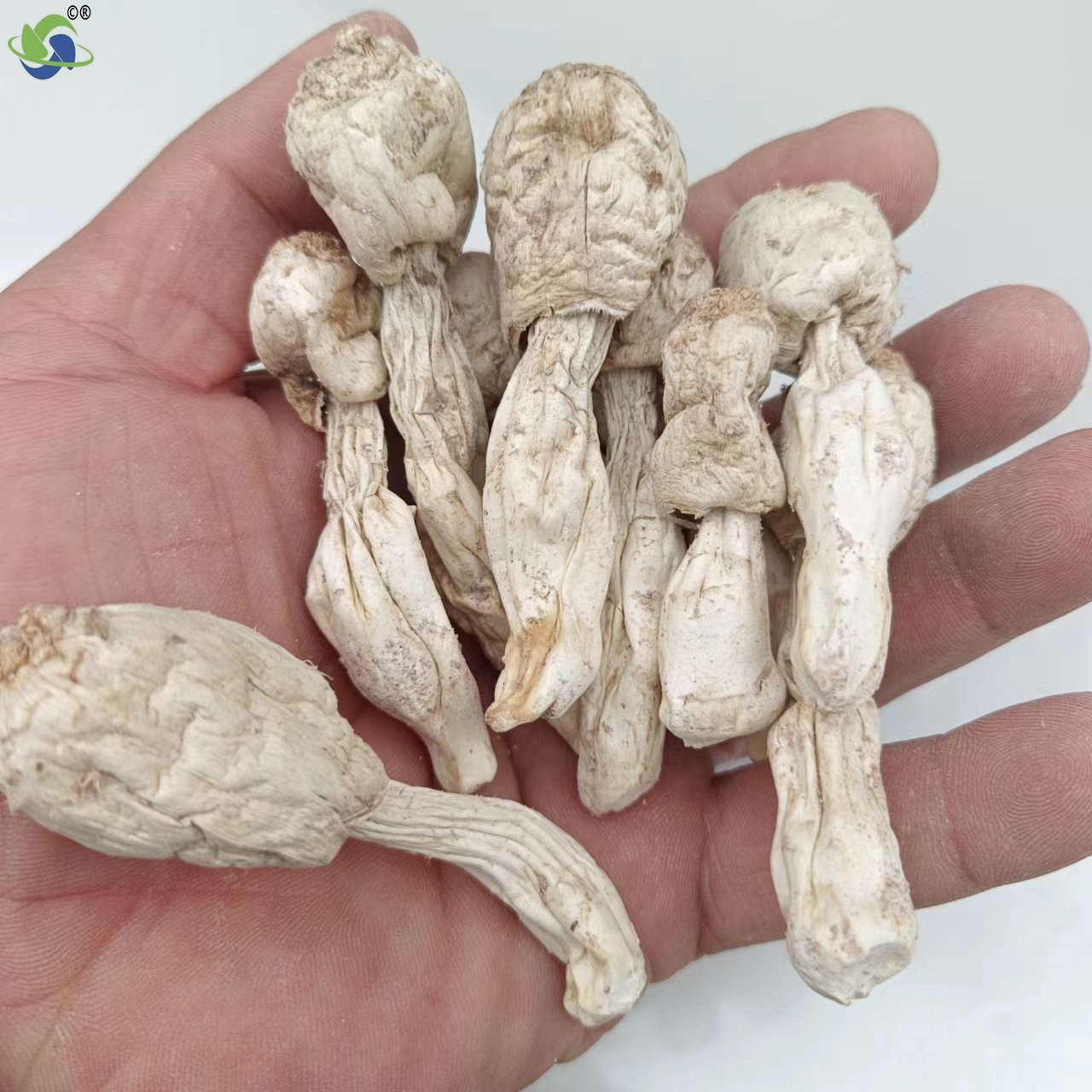 Xinrongyu factory wholesale chicken leg mushroom whole self-produced and self-sold Dry Goods Direct Supply