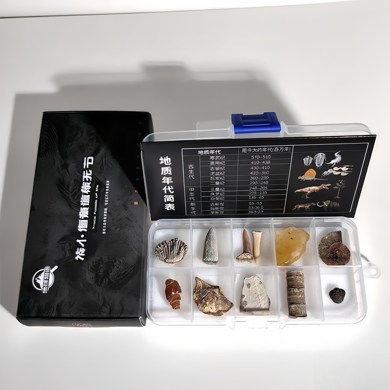 Окаменелость палеонтологии стандартная коробка с трилобитом окаменелость рыбы Вольфа оригинальный камень образец для обучения геологии для детей