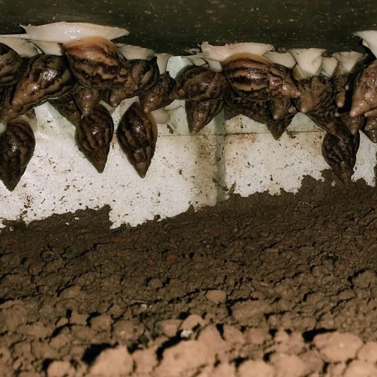 Pet Snail Feeding Soil Calcium Soil Coconut Soil Reptile Feeding Sand Student Science Class Snail Soil Feed Snail Li Zhi