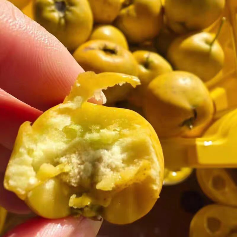 2025 Fresh Fruit Sweet Taste Huangshan Hawthorn Golden Ruyi Cotton Ball Hawthorn Yimeng Mountain Specialty Freshly Picked and Shipped