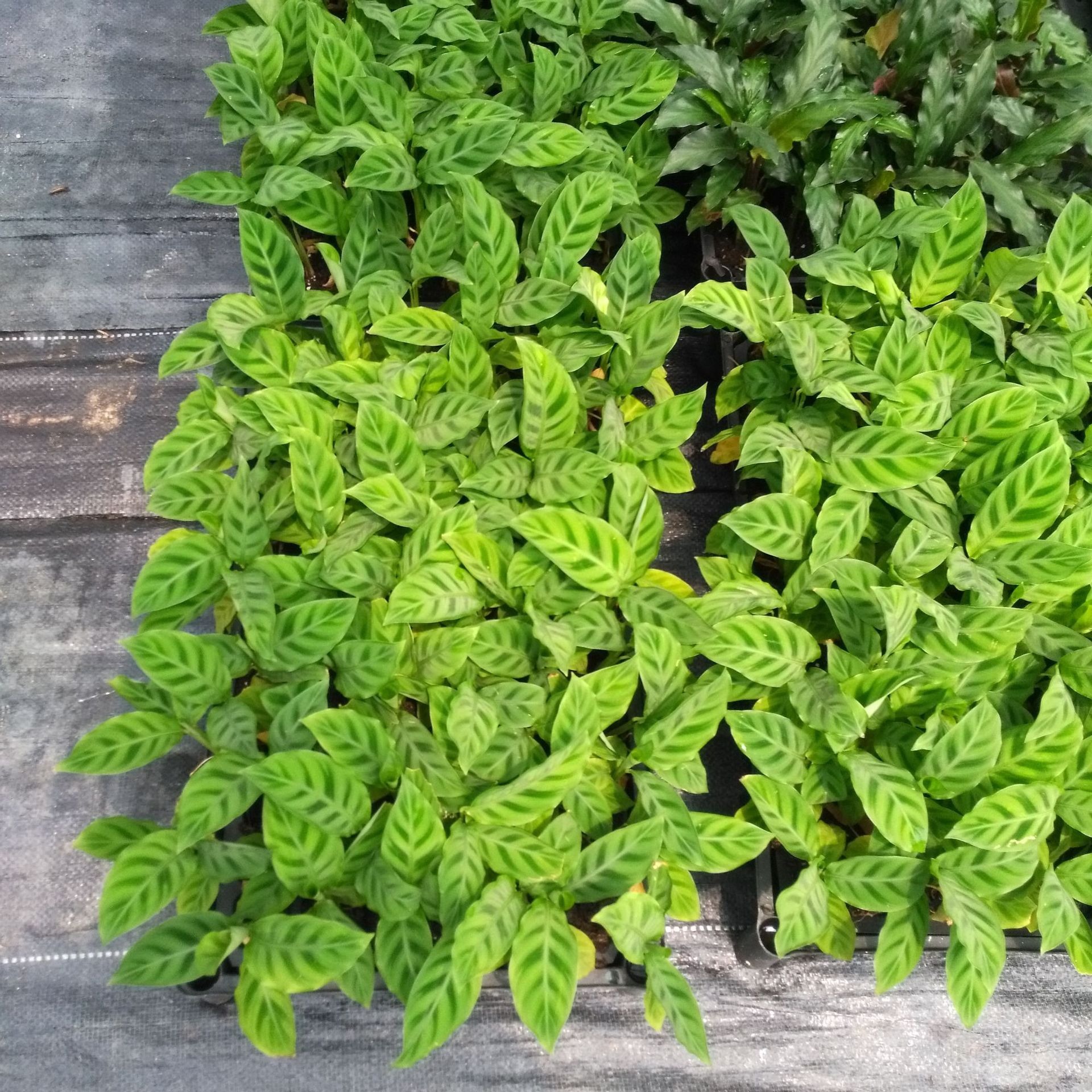 Indoor Green Plants, Popular Velvet Arrowroot, Are Selling Well, Fun and Trendy Plants That Can Be Hydroponically Grown in Small Pots and Are Evergreen All Year Round