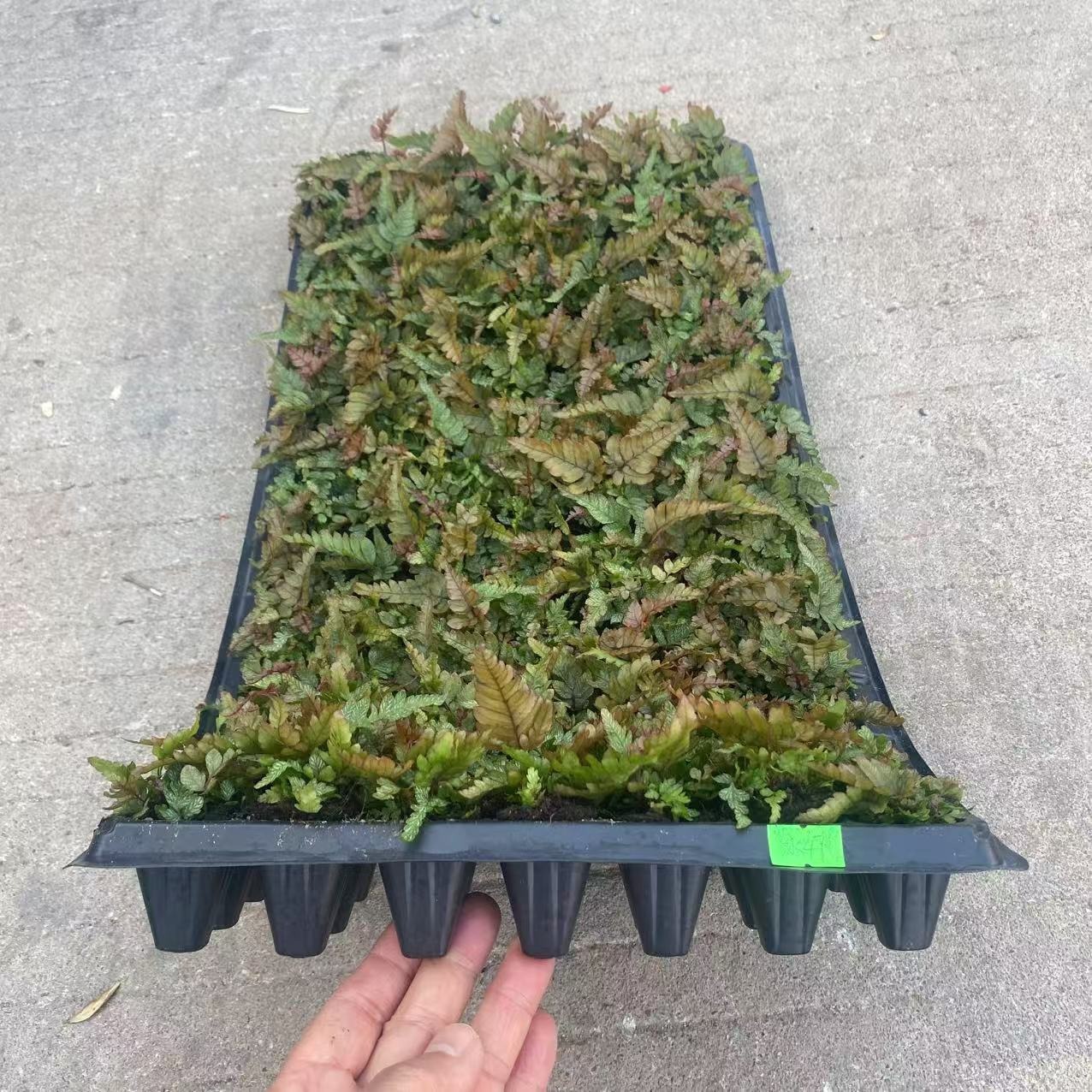 Three-Color Phoenix Fern Micro-Landscape Small Potted Green Wall Seedlings with Dense Leaves, Colorful Trendy Fern Plant, New and Unique Variety