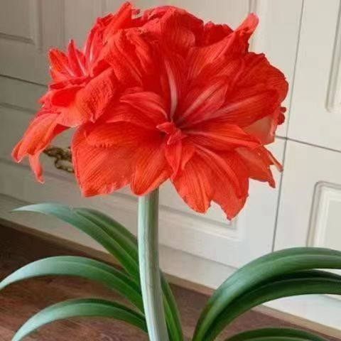 Amaryllis Bulbs Soil Imported Double-Petaled Amaryllis Balcony Courtyard Easy-To-Grow Flowers Extra-Large Potted Amaryllis