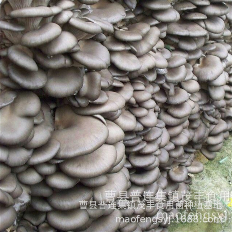 Factory wholesale Mushroom mushroom package large mushroom package mushroom planting package mushroom stick mushroom package