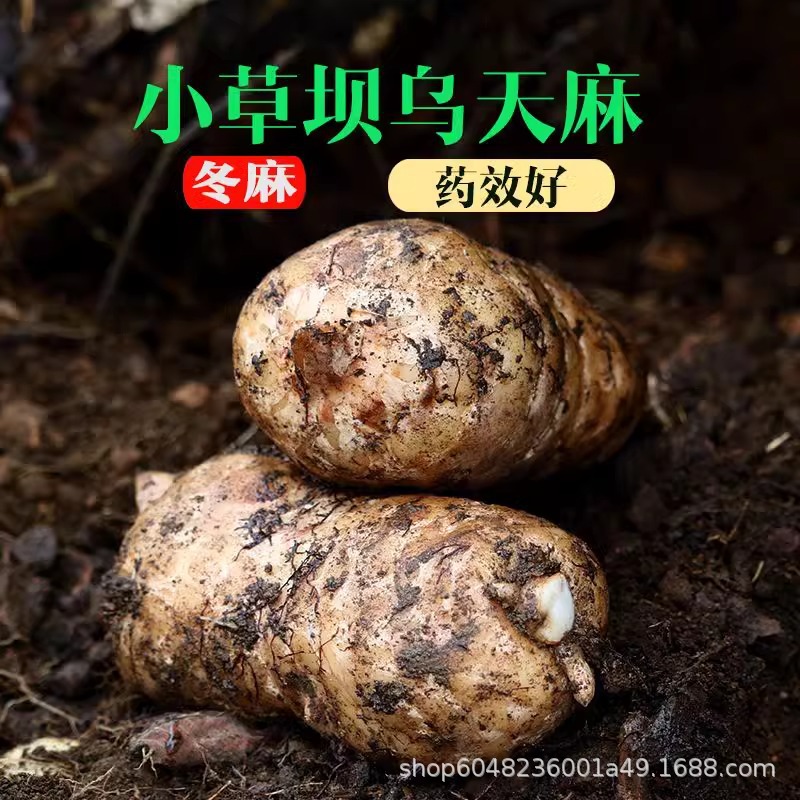 Authentic Yunnan Zhaotong Grass Dam Fresh Gastrodia Wild Special Grade Freshly Digged Alpine U Gastrodia Treatment Headache