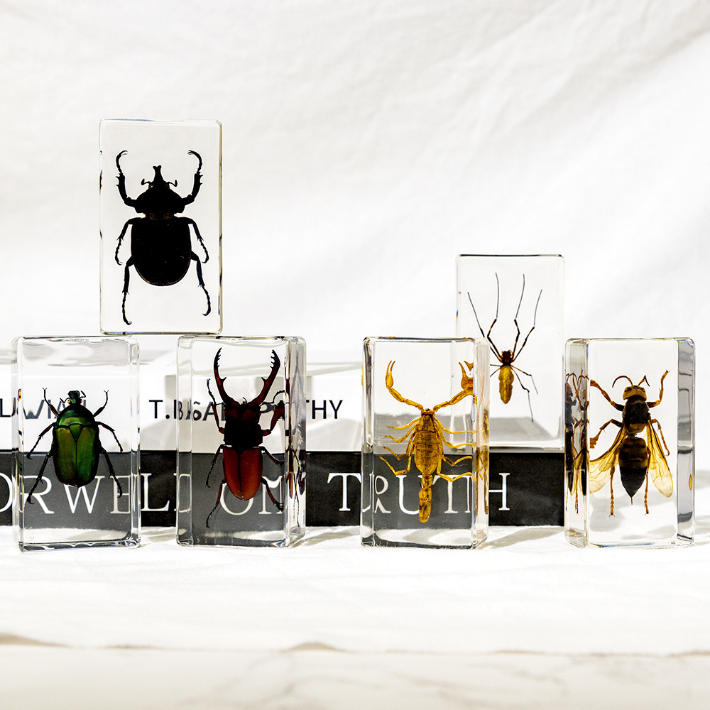 50+ Cross-Border Transparent Resin Insect Specimen Unicorn Spider Scorpion Golden Turtle Bee Creative Book Town Ornaments