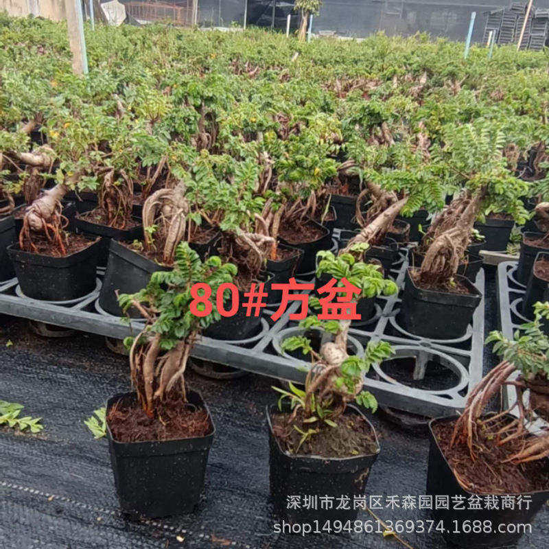 Camel Elm Zen Bonsai Mini Mini Miniature Palm Treasure Old Pile Root Shape Small Leaf Elm Potted Plant