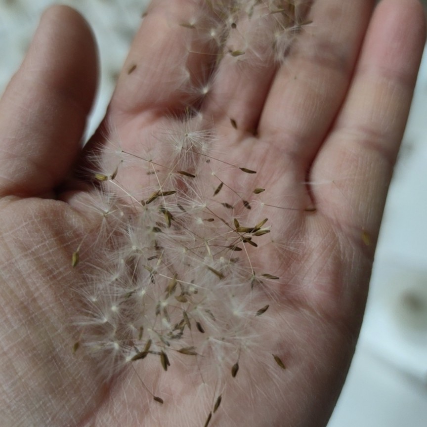 Manufacturer Wholesale Dandelion Dried Flower Seeds, Dandelion Fluff, Forest-Style Filling Necklace, Resin Material DIY Accessories