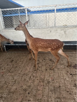 Live Sika Deer for Sale in Scenic Spots, Interactive Sika Deer Wholesale, Popular Photo Spots