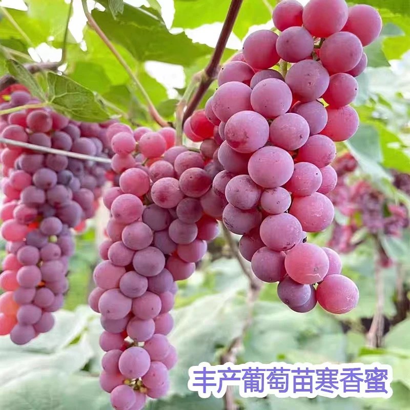 Grapevine Dajufeng Grape Seedlings Climbing Vines Sunshine Rose Cold-Resistant Sapphire Fruit Trees Planted in the North and South Fruit Seedlings