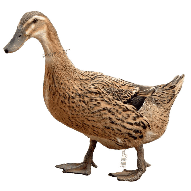Only Large-Sized Mallard Live Ducklings, High-Yielding Egg-Laying Ducklings, Fast-Growing Varieties, Complete Vaccines, Free Shipping