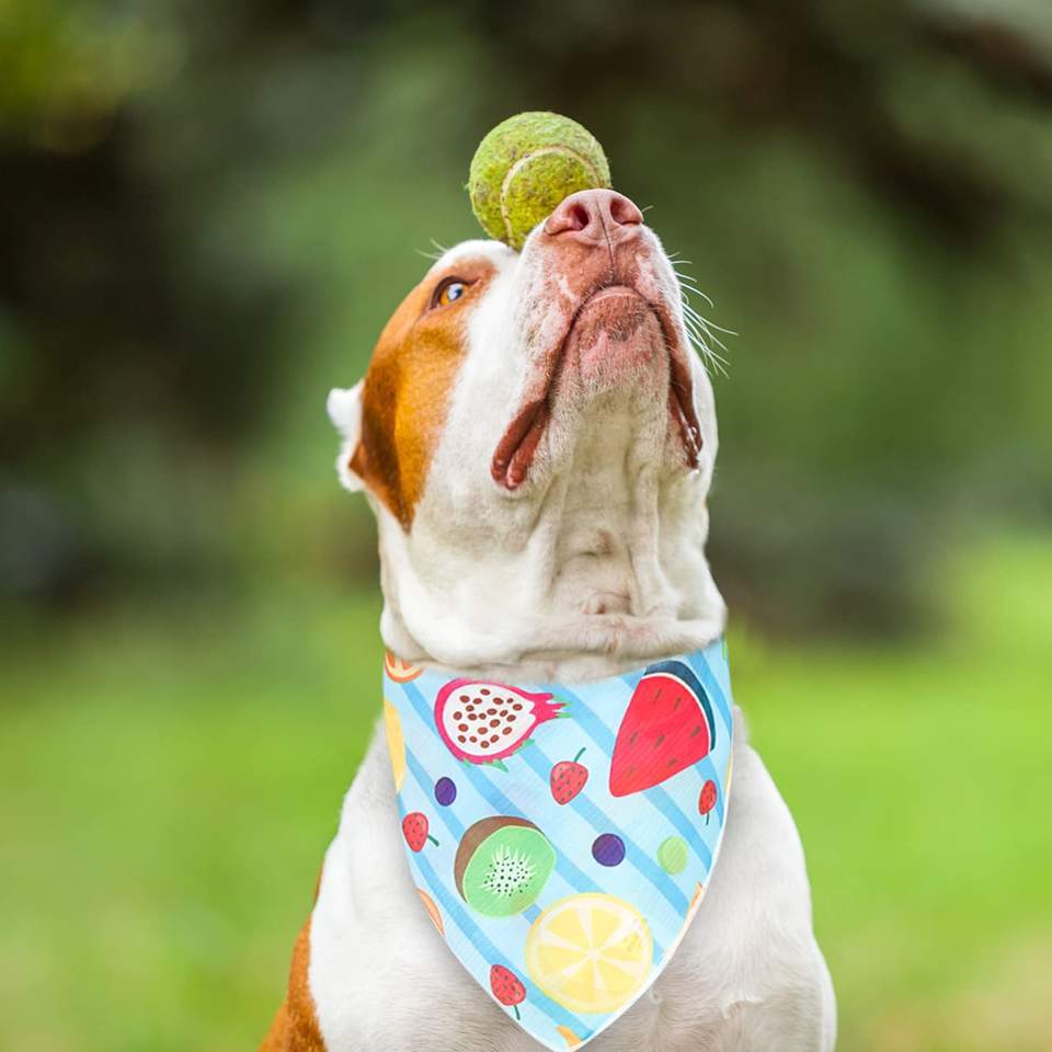 Source Factory Pure Cotton Full Polyester Custom Pet Headscarf Dog Triangle Scarf Cat and Dog Saliva Towel European and American