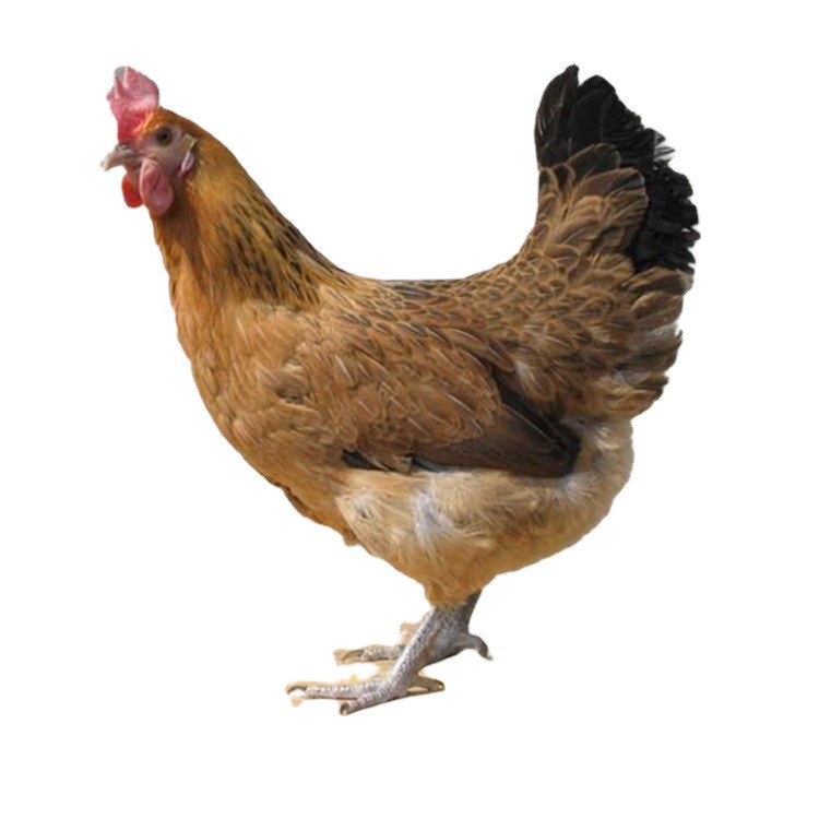 Wholesale Jute Feather Green-Footed Native Chicken Seedlings, Female Seedlings, Farm-Raised Free-Range Mountain Native Chicken Seedlings, Stupid Chicken Seedlings, Live Chicken Seedlings Out of the Shell