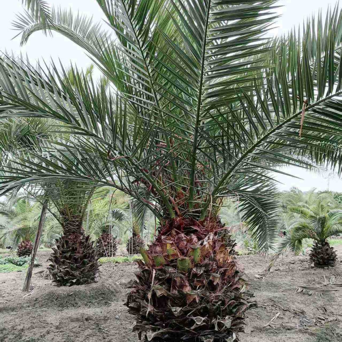 Fujian Canary Sea Date Palm Base Zhejiang Shanghai Canary Sea Date Wholesale Jiangsu Canary Sea Date Head