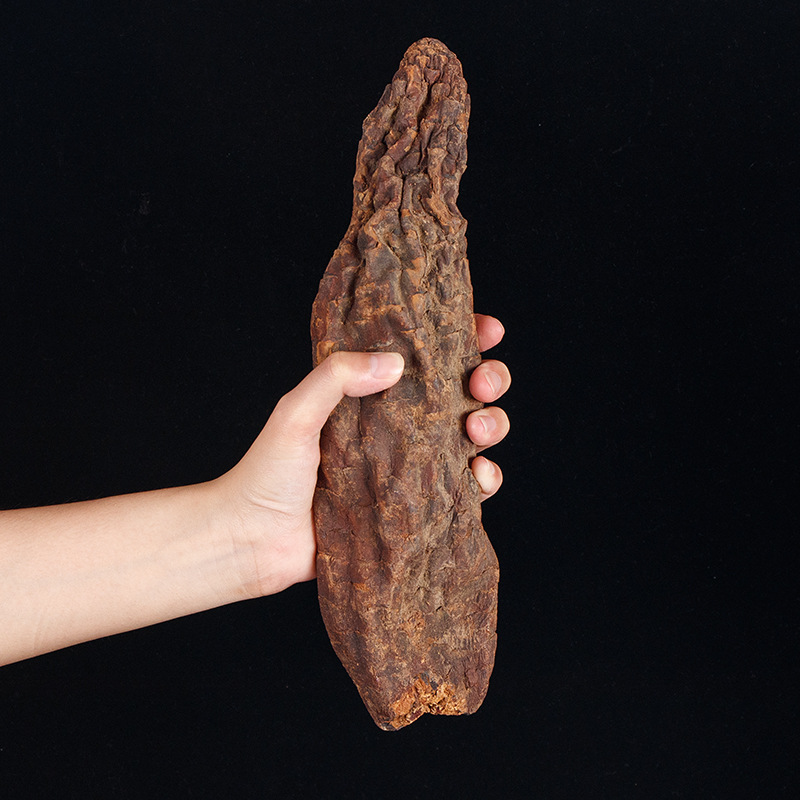 Настоящая Цистанча Десертикола из Синьцзяна, один кусок 80-150 грамм, замоченный в вине и воде, целый корень