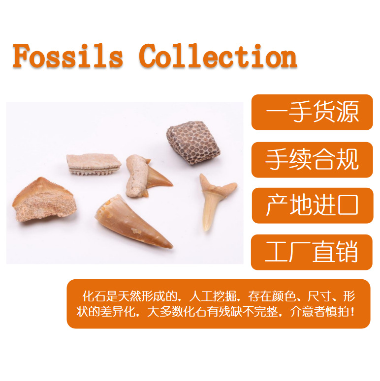 Fossil Specimens: Mosasaur Teeth, Shark Teeth, Ammonite, Trilobite, Sand Tiger Shark, Raw Stone, Natural Teeth, Natural Fossils