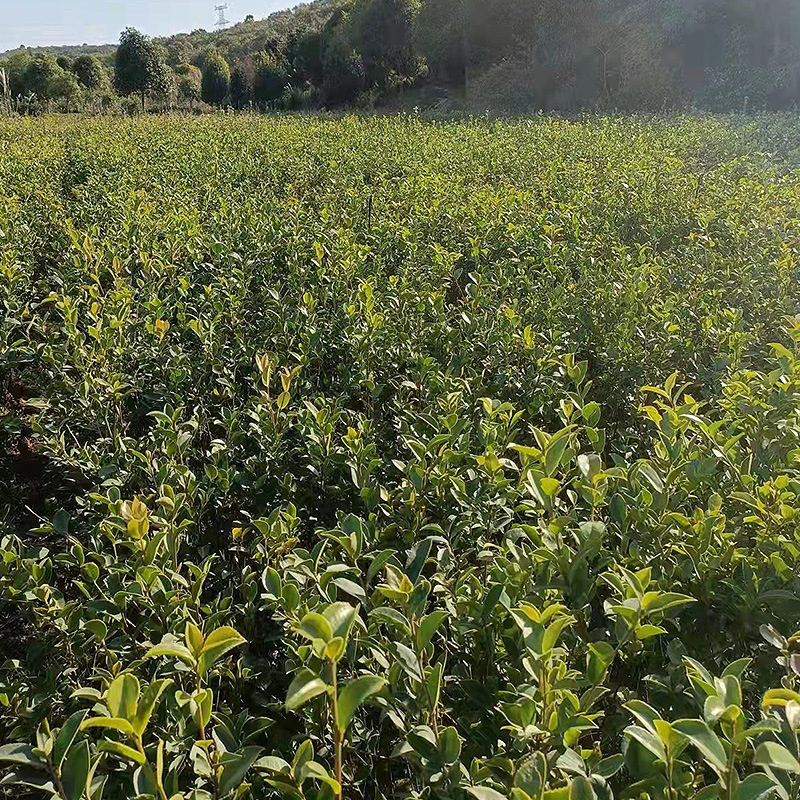 Seedlings for Sale Camellia Oleifera Seedlings Camellia Oleifera Seedlings 30-50cm Large Quantity, High Price and Good Quality, Sufficient Supply from Hunan Base