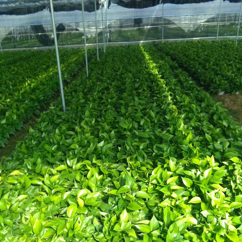 Green Radish Hydroponic Wholesale Potted Plants Indoor Easy to Grow Green Radish Green Basket Plant Large Leaf Green Radish 180 Green Basket