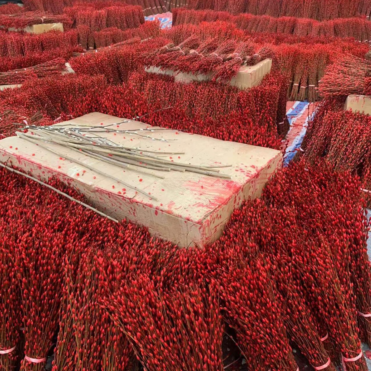 Fresh Red Willow New Year's Flower Silver Willow Multicolored Willow Real Flower Dried Flower Direct from Manufacturer 40cm Year-End Clearance Sale