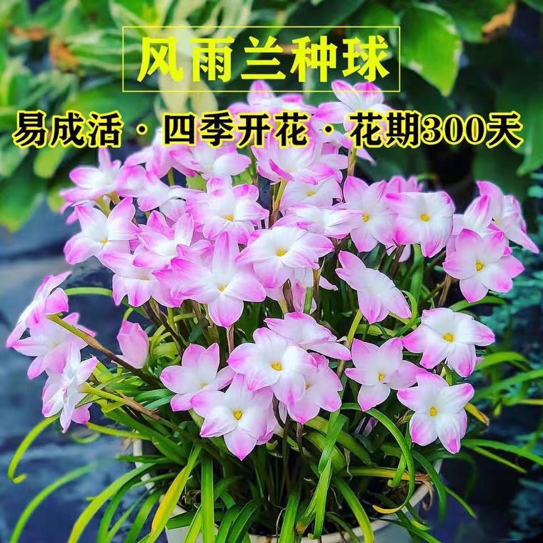 Double-Flowered Rain Lily Bulbs, Fat Lily Bulbs, Flower Seedlings, Onion Lily, Leek Lily, Greening Courtyard Balcony Potted Plants, Blooming in Many Seasons