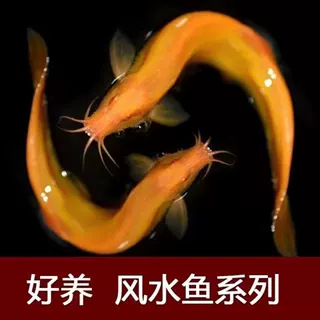 Loach Seedling Freshwater Viewing Fish Tank Gold Loach Golden Dragon Loach Fish Tank Cleaning Fish Training Hand Fish Fry Good Raising