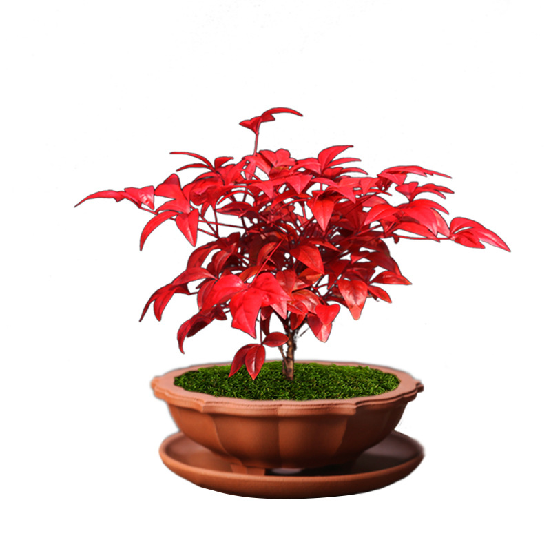 Flame Nandina Potted Foliage Small Bonsai Easy to Maintain and Live Cold-Resistant Green Plants Study Tea Table Zen Micro Landscape
