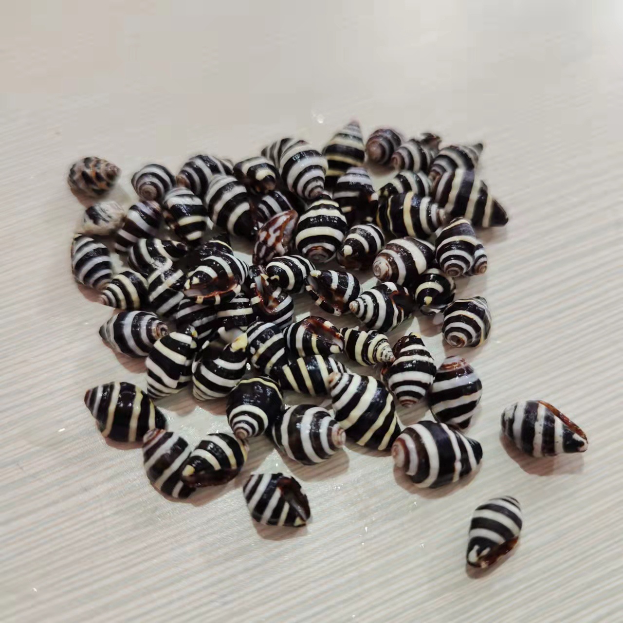 Striped Snail Millet Snail Natural Conch Shell 1cm Mediterranean Decoration Accessories Zebra Snail