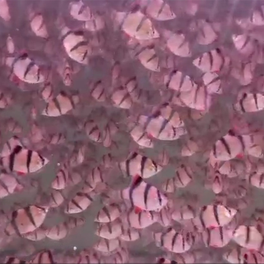 Tiger skin three fish living small fish grass tank group swimming grass tank mixed breeding group swimming tropical fish ornamental fish fishing factory direct sales