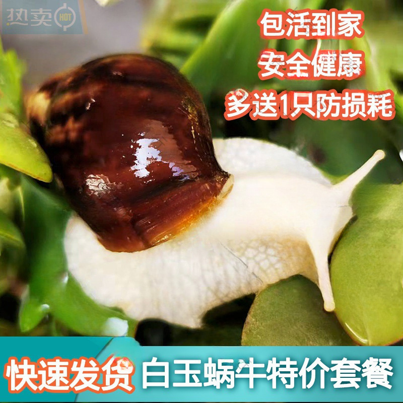 Snail Wholesale Student Ornamental Experiment Large Snail Stall Wholesale and Retail White Jade Snail Breeding Ornamental Pet*