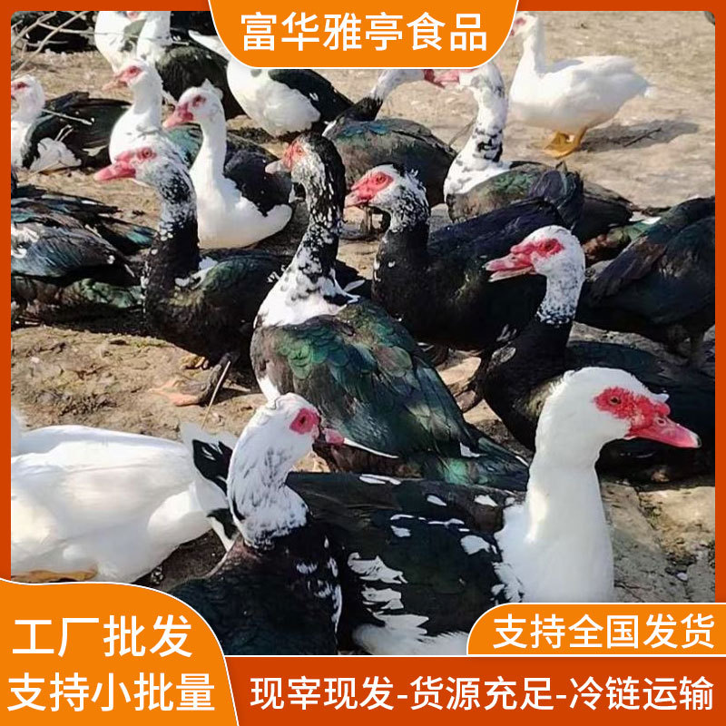 Свежезабитая аутентичная утиная грудка категории А, утка по-белому и утка, тушеная, поставляемая напрямую из источника забойного цеха. Доступна поддержка крупных объемов