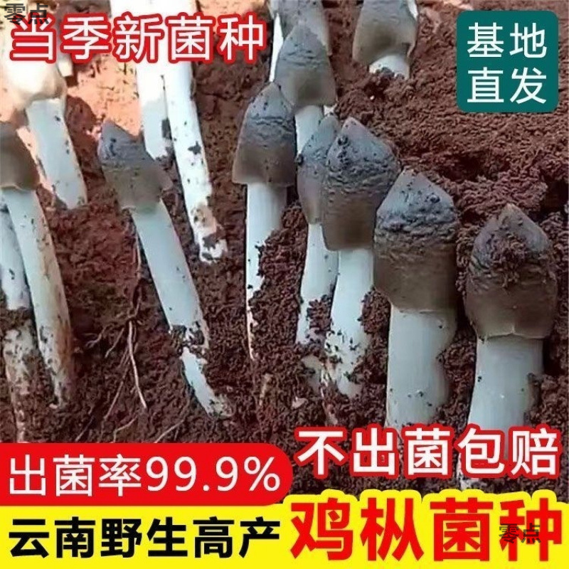 Сорта грибов трихоломы для домашнего выращивания в любое время года, съедобные сорта грибов, бесплатная доставка за одну штуку