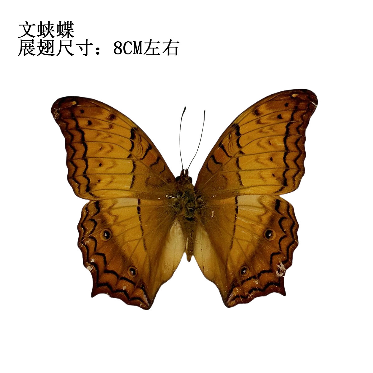 True Butterfly Specimen Unspread Wings Various Original Butterfly Miscellaneous Butterfly Insect Specimen Kindergarten Teaching Collection Photography